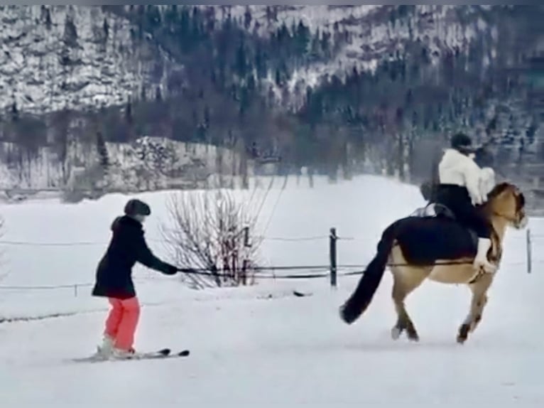 Konik Merrie 11 Jaar 140 cm Falbe in Pelmberg