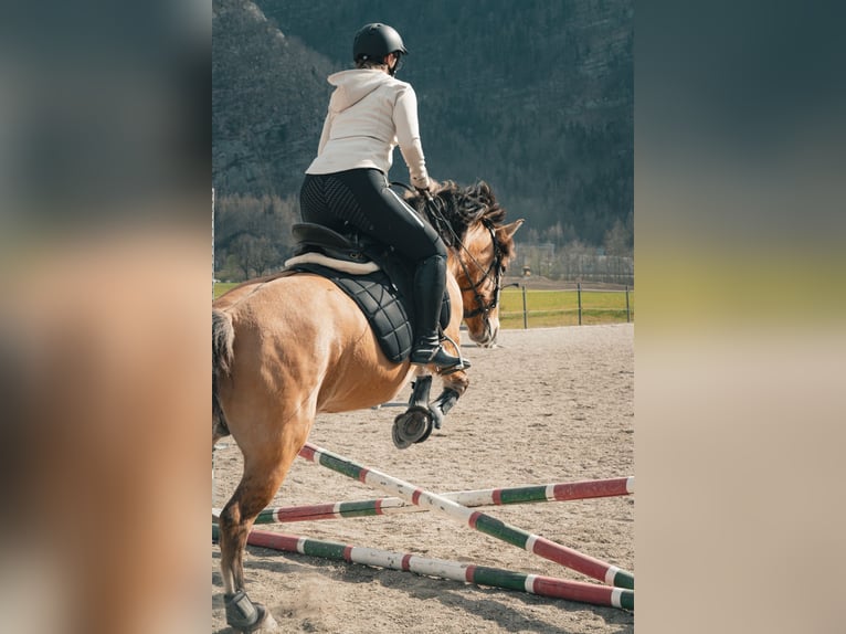 Konik Merrie 12 Jaar 140 cm in Torren