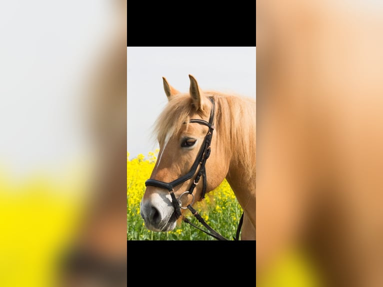 Konik Mix Merrie 12 Jaar 148 cm Vos in Leverkusen