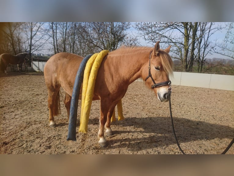 Konik Mix Merrie 12 Jaar 148 cm Vos in Leverkusen