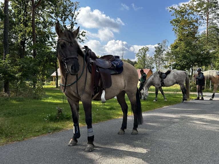 Konik Merrie 13 Jaar 138 cm Falbe in Michendorf