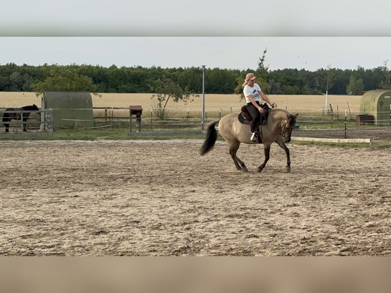 Konik Merrie 13 Jaar 138 cm Falbe in Michendorf