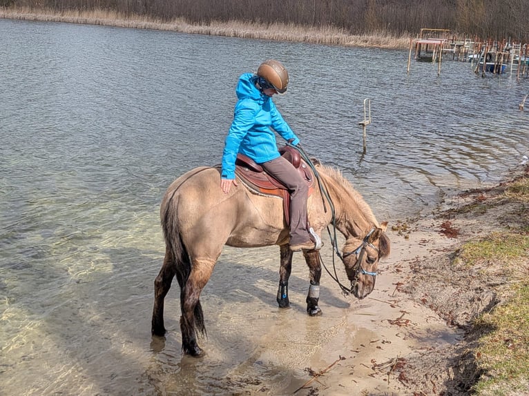 Konik Merrie 13 Jaar 138 cm Falbe in Michendorf