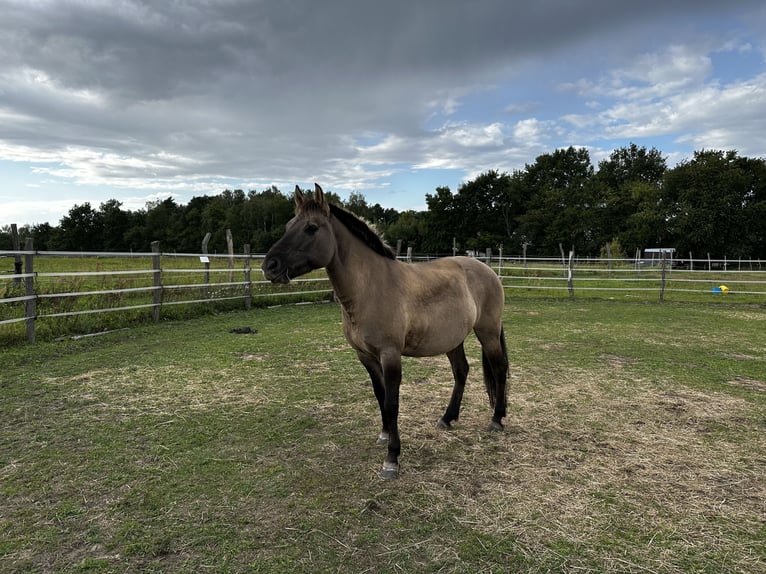 Konik Merrie 13 Jaar 138 cm Falbe in Michendorf