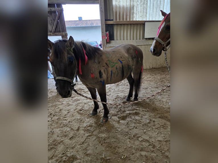 Konik Merrie 13 Jaar 138 cm Falbe in Driedorf