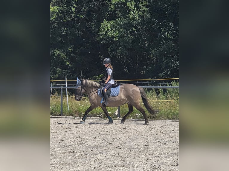Konik Merrie 14 Jaar 135 cm Falbe in Driedorf