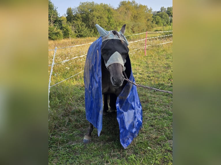 Konik Merrie 14 Jaar 135 cm Falbe in Driedorf