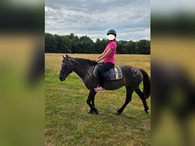 Konik Merrie 14 Jaar 140 cm Donkerbruin in Nostorf