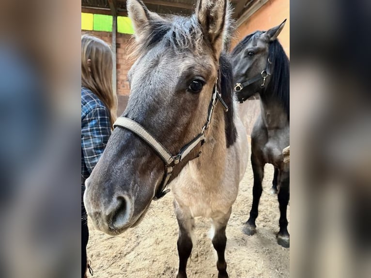 Konik Merrie 1 Jaar 127 cm Falbe in Niesky