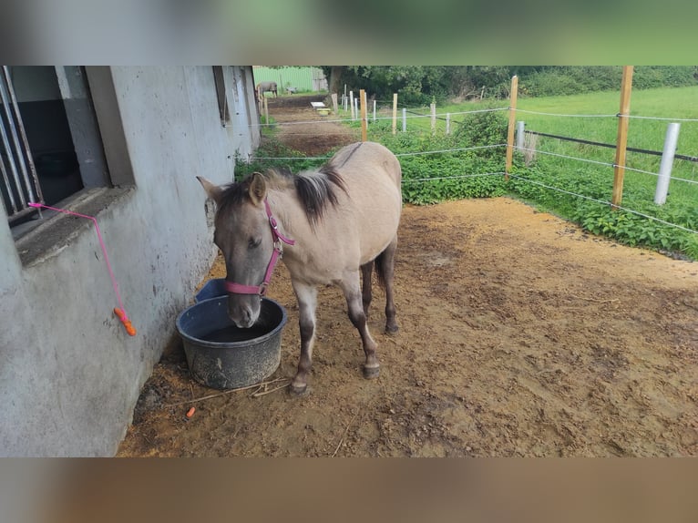 Konik Merrie 1 Jaar 130 cm in Castrop-Rauxel