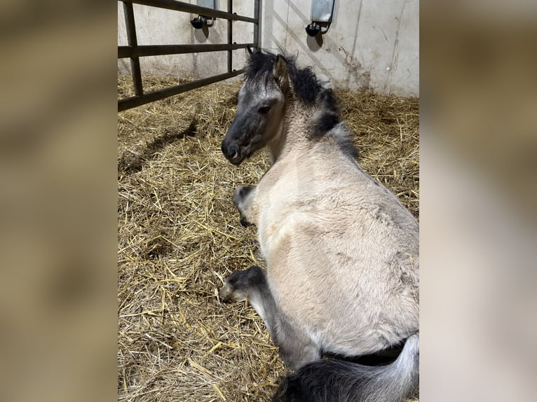 Konik Merrie 1 Jaar 135 cm Falbe in Valwig
