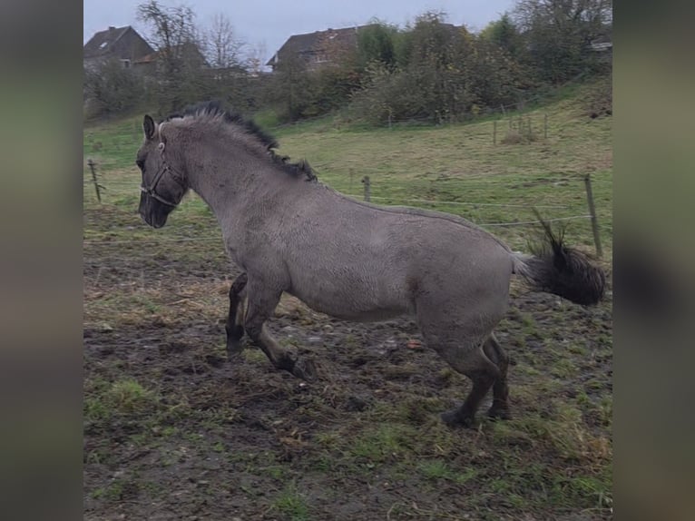 Konik Merrie 20 Jaar 136 cm  in Hückelhoven