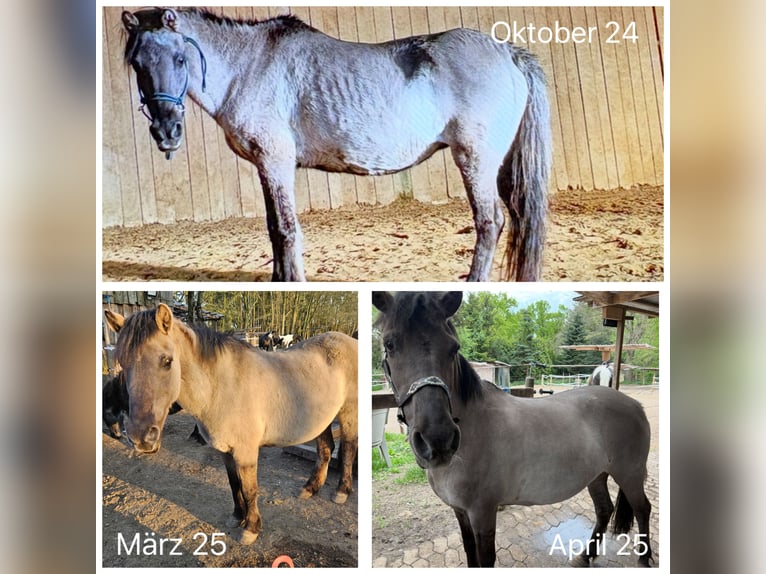 Konik Merrie 23 Jaar 125 cm Falbe in Bremerv&#xF6;rde