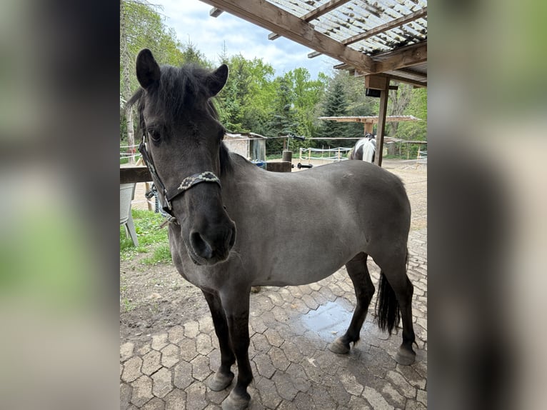 Konik Merrie 23 Jaar 125 cm Falbe in Bremerv&#xF6;rde