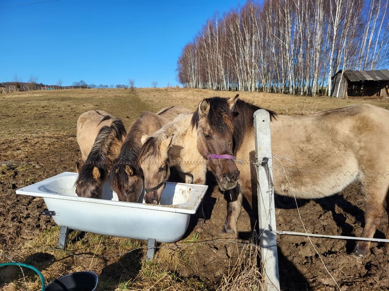 Konik Merrie 2 Jaar 140 cm Schimmel in Zgorzelec