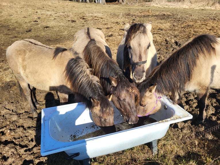 Konik Merrie 2 Jaar 140 cm Schimmel in Zgorzelec