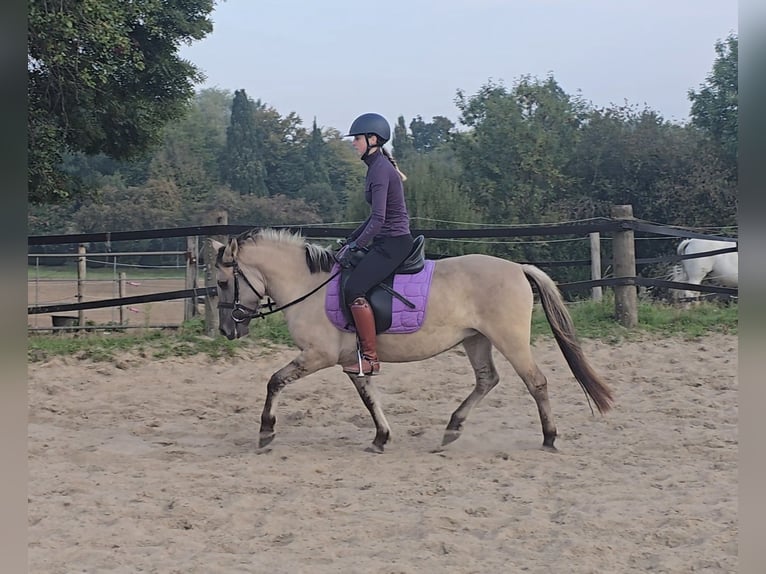 Konik Mix Merrie 3 Jaar 129 cm Falbe in M&#xFC;lheim an der Ruhr