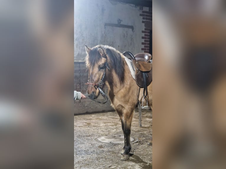 Konik Mix Merrie 3 Jaar 130 cm Falbe in Schlangenbad