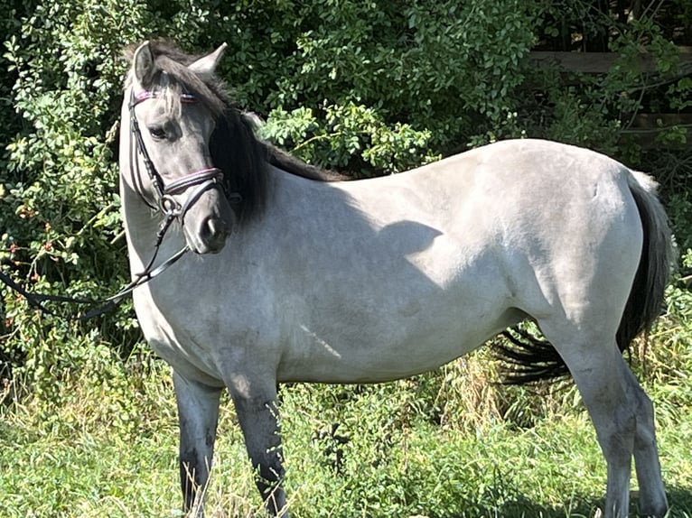 Konik Merrie 3 Jaar 130 cm Grullo in Ursensollen