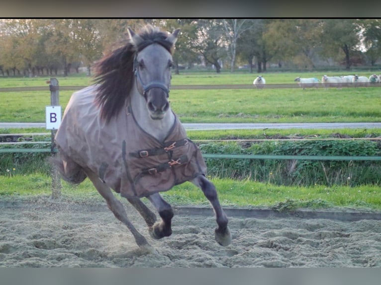 Konik Merrie 3 Jaar 133 cm Grullo in Dordrecht