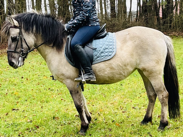 Konik Merrie 4 Jaar 128 cm Grullo in Ursensollen