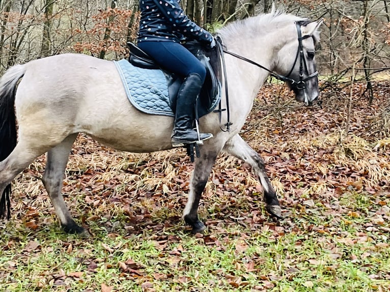 Konik Merrie 4 Jaar 128 cm Grullo in Ursensollen