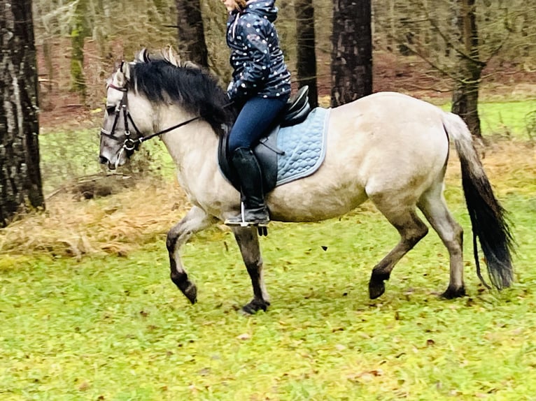 Konik Merrie 4 Jaar 128 cm Grullo in Ursensollen