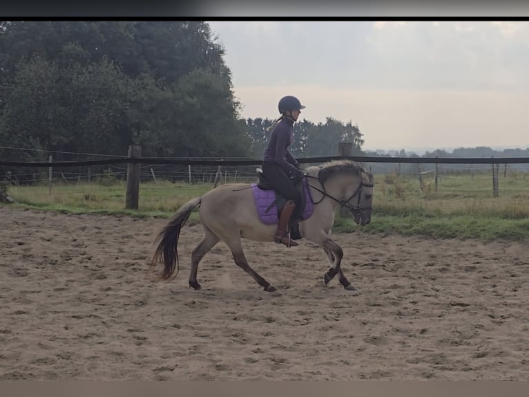 Konik Mix Merrie 4 Jaar 129 cm Falbe in Mülheim an der Ruhr