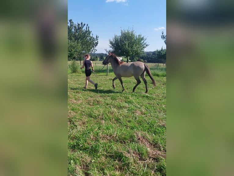 Konik Merrie 4 Jaar 134 cm in Linkenbach