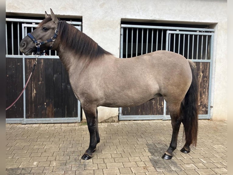 Konik Merrie 4 Jaar 145 cm Falbe in G&#xF6;rlitz