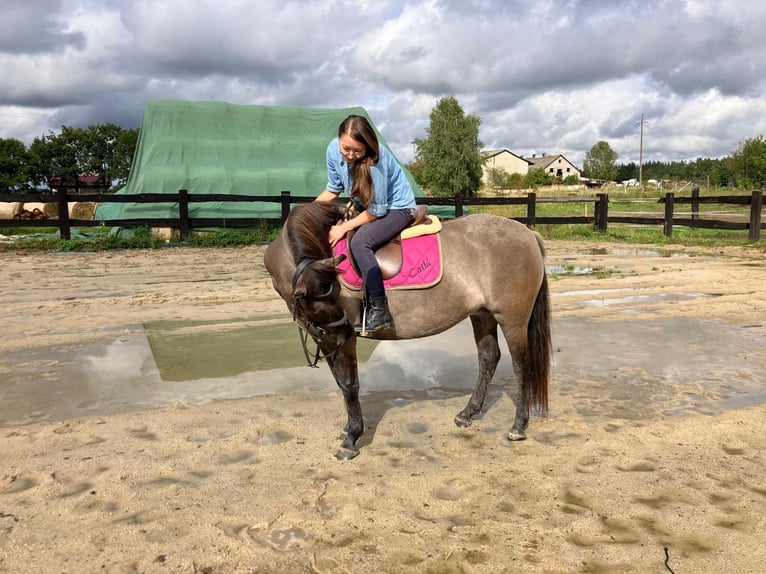 Konik Merrie 4 Jaar 145 cm Falbe in G&#xF6;rlitz