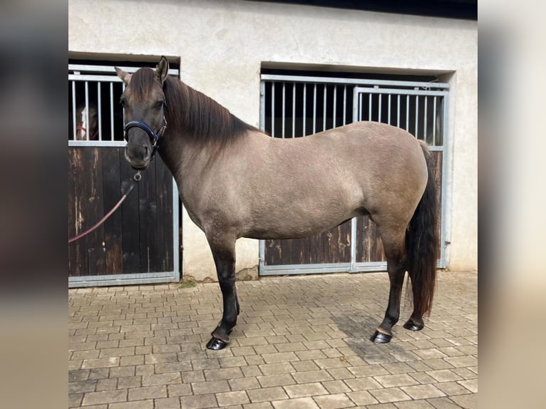Konik Merrie 4 Jaar 145 cm Falbe in G&#xF6;rlitz