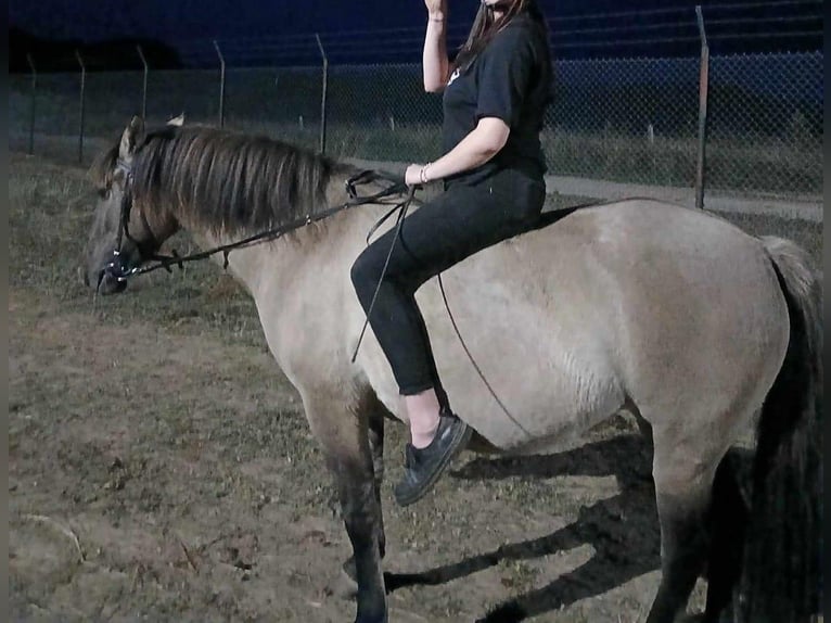 Konik Merrie 4 Jaar 145 cm Falbe in G&#xF6;rlitz