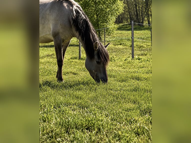 Konik Merrie 4 Jaar 148 cm  in Grafling