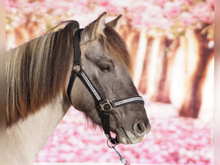 Konik Merrie 5 Jaar 128 cm Falbe in Kirchhundem
