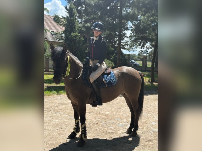 Konik Merrie 5 Jaar 138 cm Falbe in Görzke