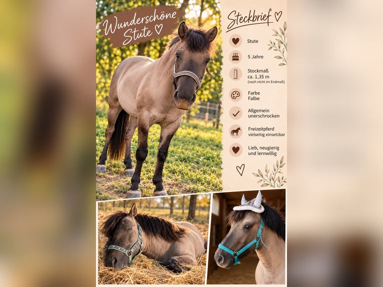 Konik Merrie 5 Jaar 140 cm Falbe in Lutherstadt Eisleben
