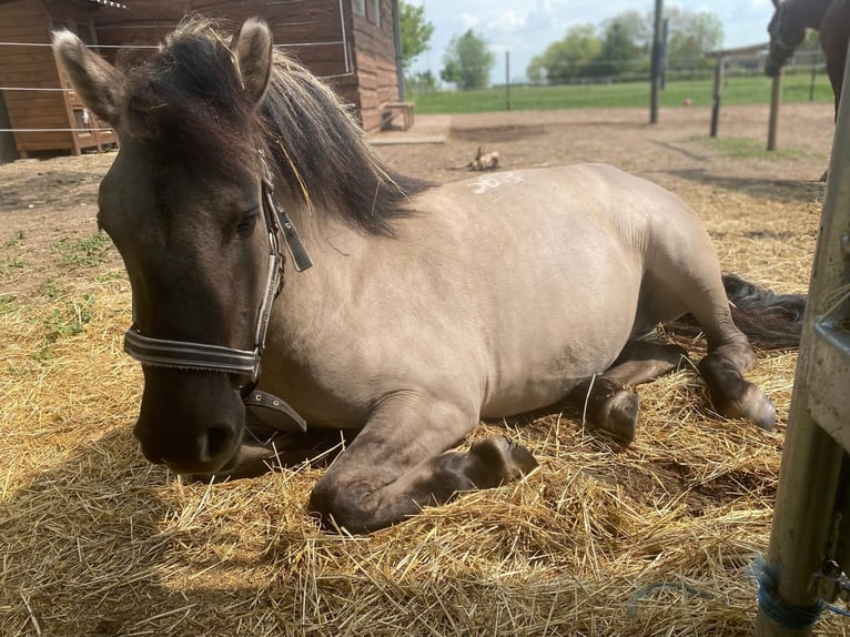 Konik Merrie 5 Jaar 140 cm Falbe in Lutherstadt Eisleben