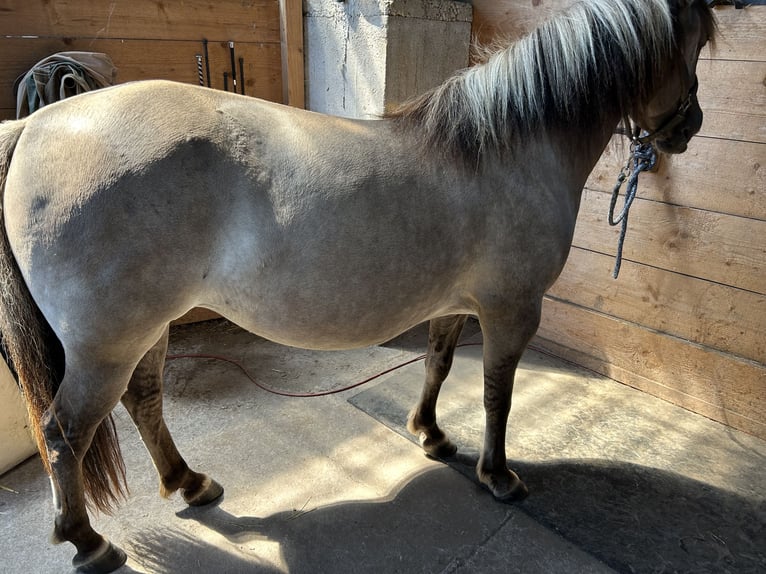 Konik Merrie 6 Jaar 130 cm Falbe in Neckargerach