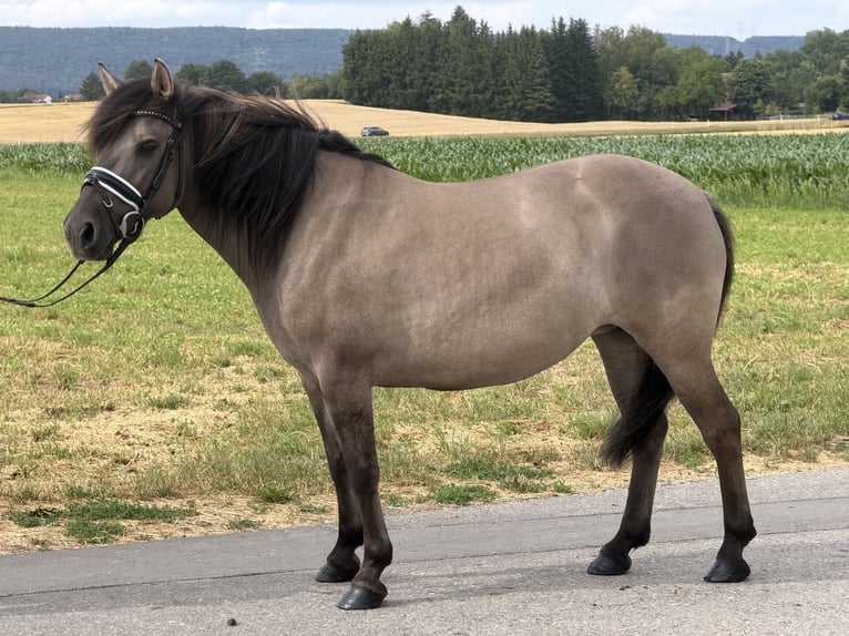 Konik Mix Merrie 6 Jaar 133 cm Falbe in Riedlingen