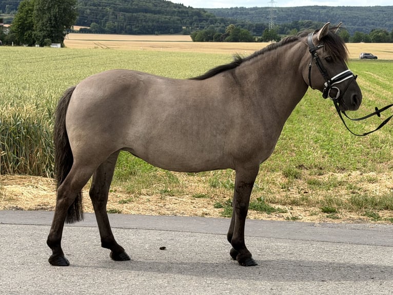 Konik Mix Merrie 6 Jaar 133 cm Falbe in Riedlingen