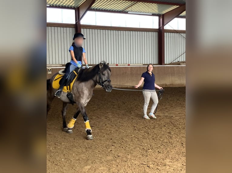 Konik Merrie 6 Jaar 135 cm Falbe in Hatten