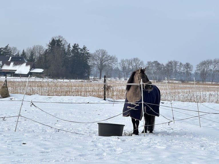 Konik Merrie 6 Jaar 135 cm Falbe in Hatten