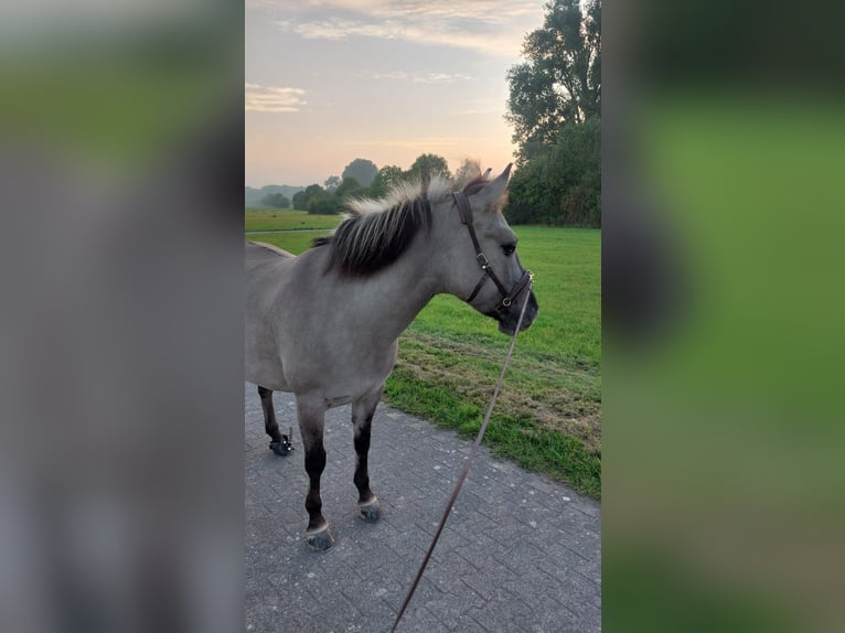 Konik Merrie 6 Jaar 138 cm Falbe in K&#xF6;ln