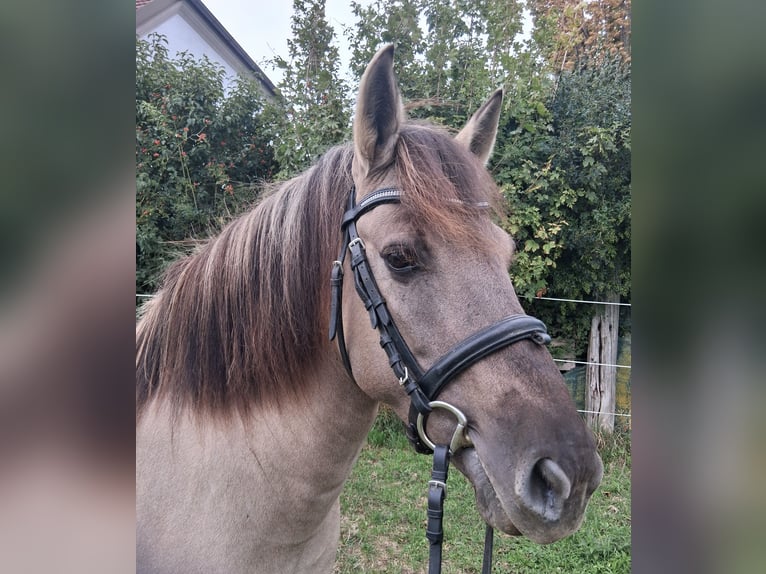 Konik Merrie 6 Jaar 138 cm Falbe in Langmannersdorf