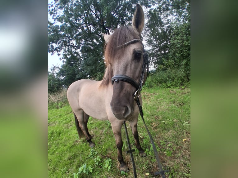 Konik Merrie 6 Jaar 138 cm Falbe in Langmannersdorf