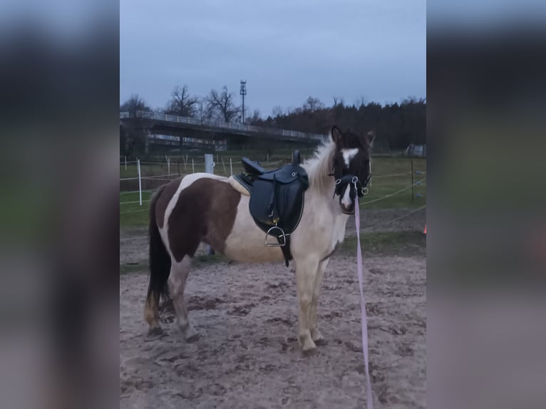 Konik Mix Merrie 6 Jaar 140 cm Gevlekt-paard in Dallgow-Döberitz