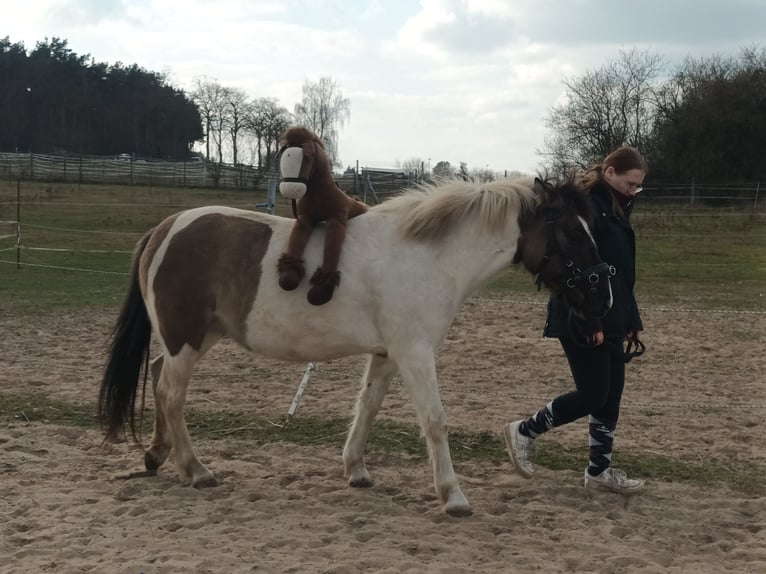 Konik Mix Merrie 6 Jaar 140 cm Gevlekt-paard in Dallgow-Döberitz