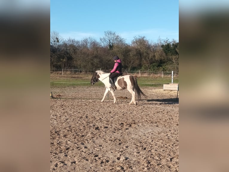 Konik Mix Merrie 6 Jaar 140 cm Gevlekt-paard in Dallgow-Döberitz