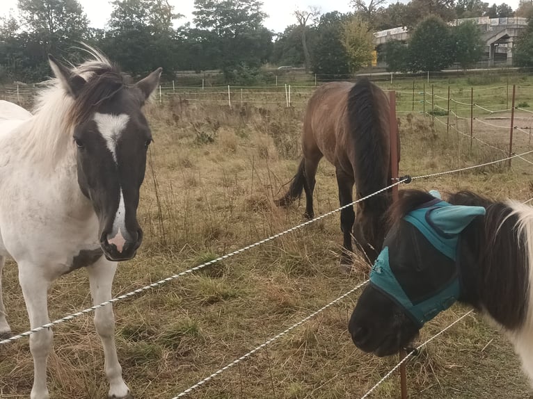 Konik Mix Merrie 6 Jaar 140 cm Gevlekt-paard in Dallgow-Döberitz